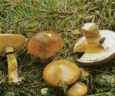    Suillus luteus